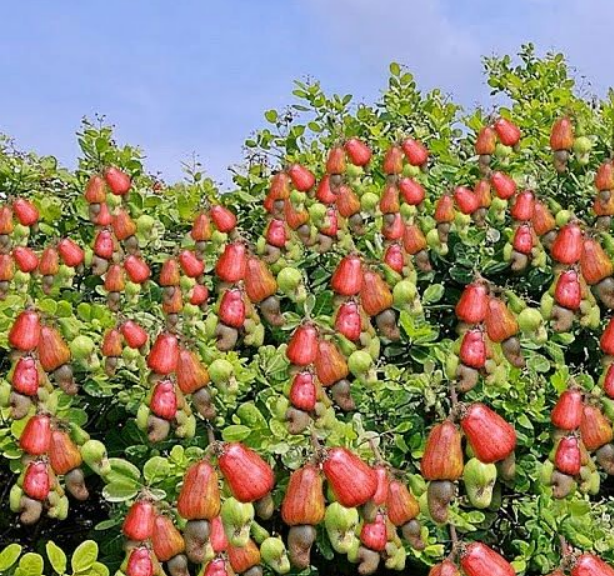 tropicalflavour cashew farm