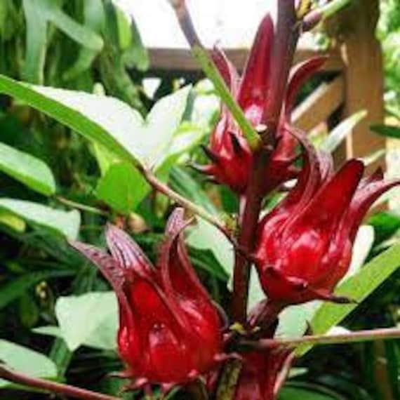 hibiscus sabdariffa