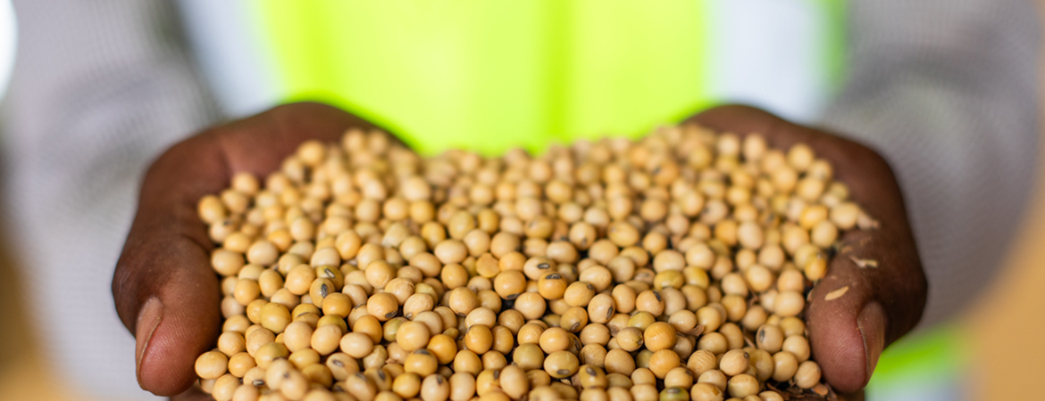 tropicalflavourusa header1 soybeans2